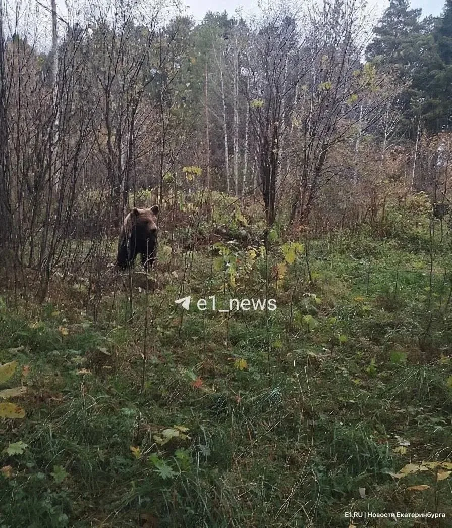 🐻 В 20 километрах от Верхней Пышмы заметили медведя