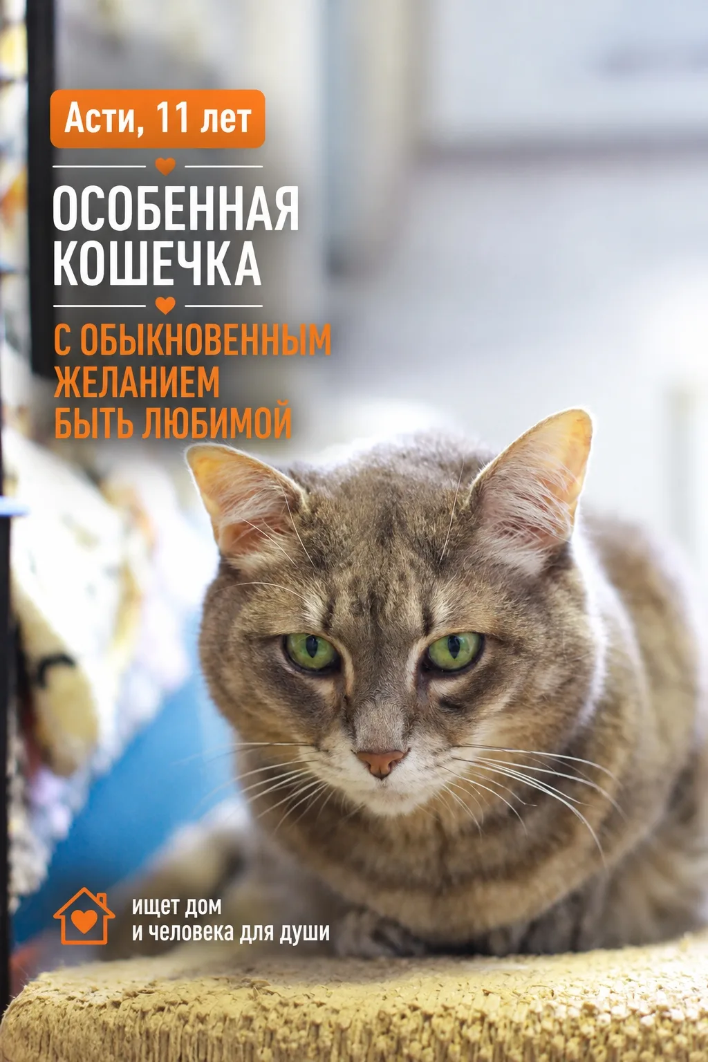 Асти живет в приюте уже почти два года. Для кого-то Асти — слишком взрослая. Для кого-т...