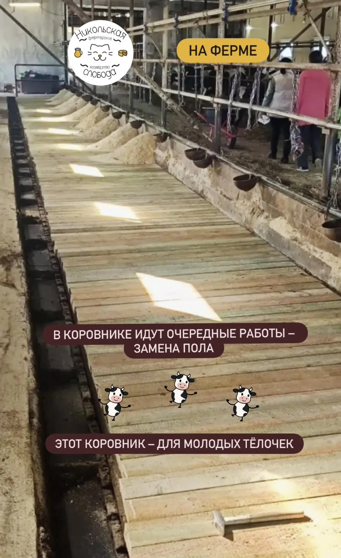 🐮 В коровниках необходима периодическая замена пола🔨
