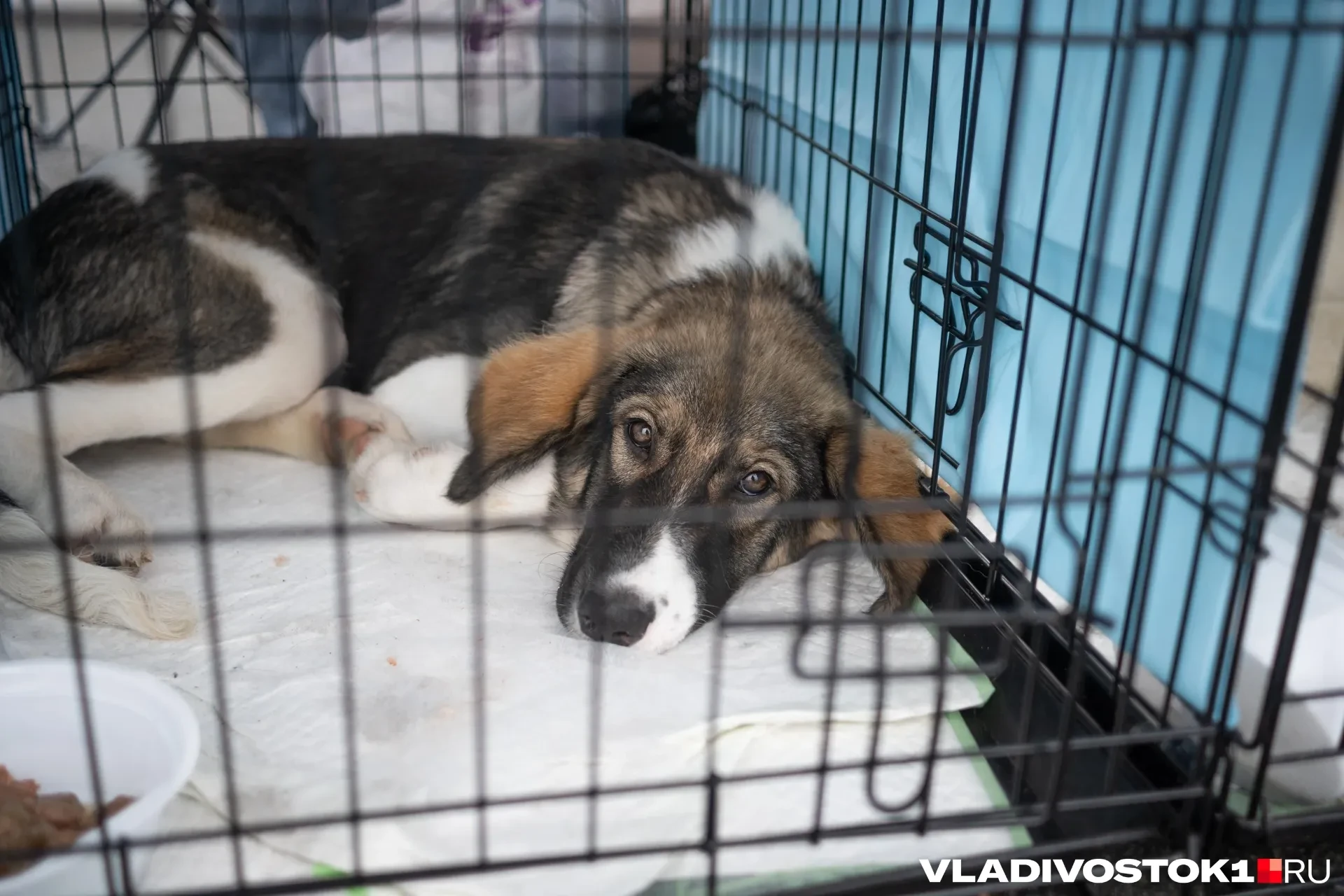 Депутаты комитета по продовольственной политике и природопользованию заксобрания Примор...