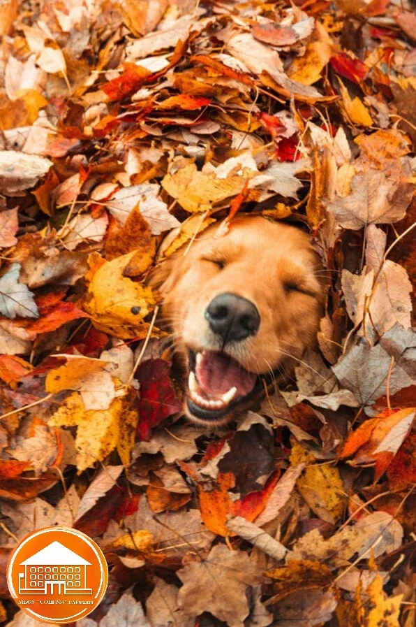 Ну что, пятница! 🎉 Можно официально сказать: «Фух, неделя позади!» 🍁😄