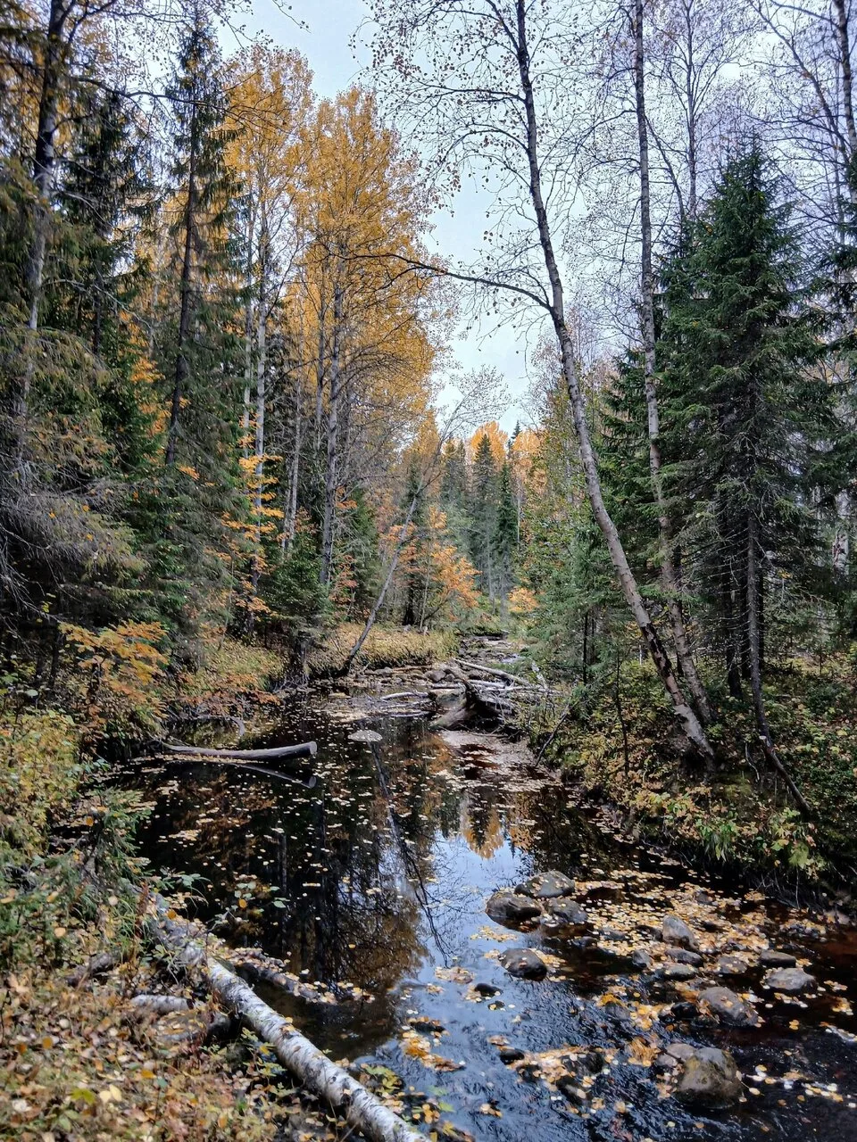 🍂 Осенние краски на берегах реки Пележма