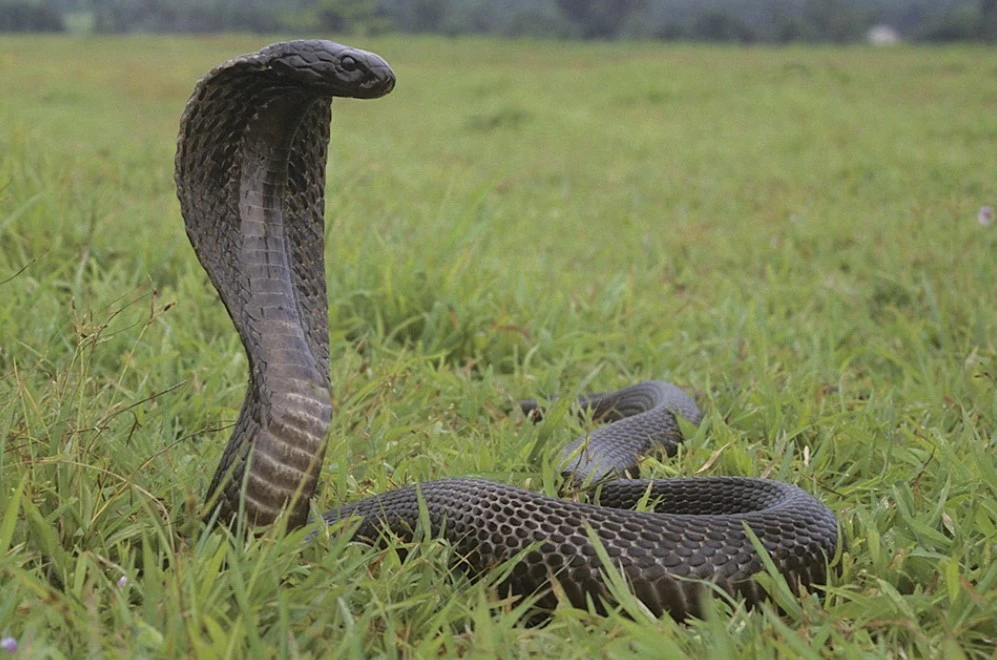 🐍 В Индии пьяный мужчина после трех укусов кобры решил укусить ее в ответ