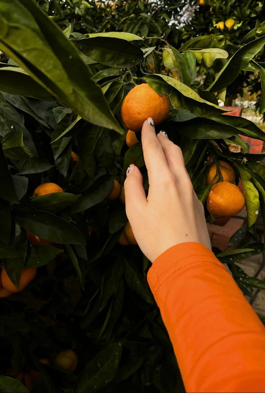 🍊 Эх, щас бы пиписин с веточки скушать и пойти на пляжик вайбить…