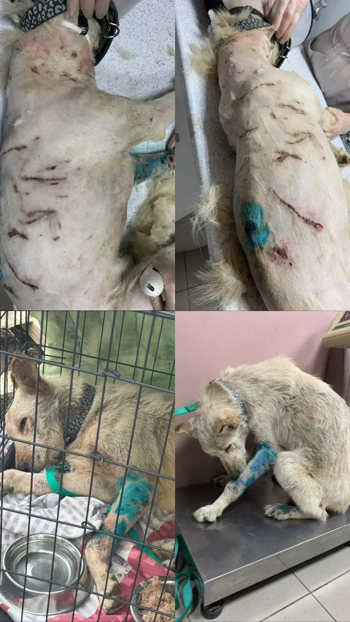❗️«Собачий концлагерь»: в Калуге возбуждено уголовное дело о жестоком обращении с живот...