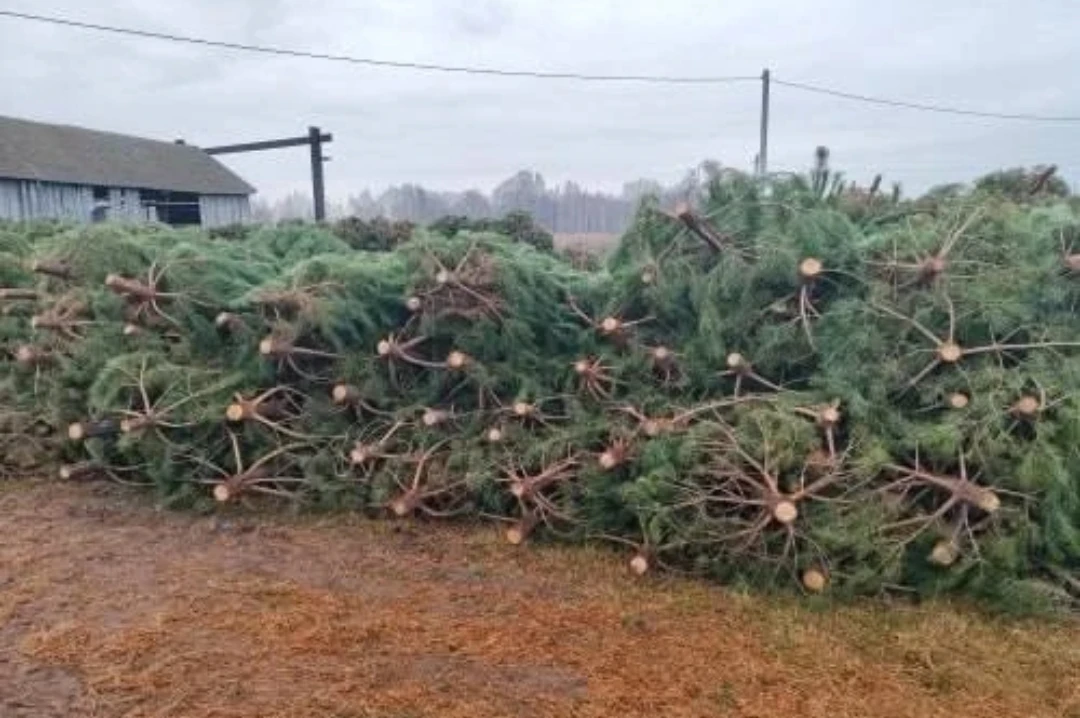 🌲 Башкирия начала продажу новогодних ёлок в другие регионы.