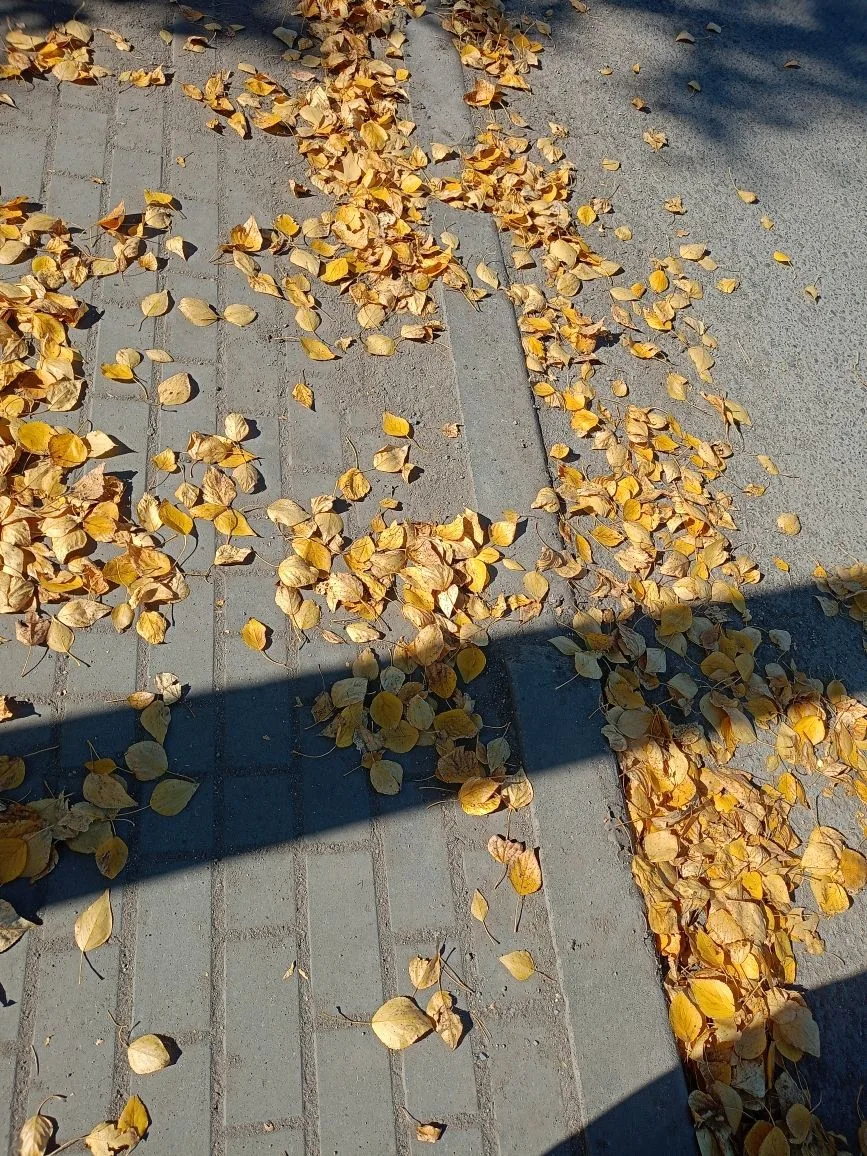 🌺 Праздники 15 октября - Международный день сельских женщин, Международный день кредит...