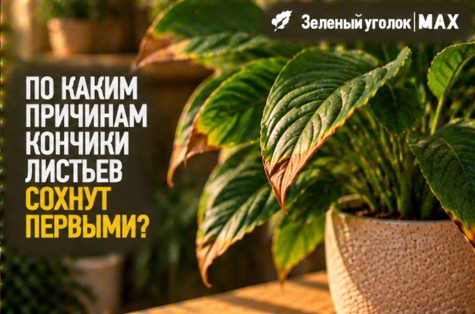 🍃 ПО КАКИМ ПРИЧИНАМ КОНЧИКИ ЛИСТЬЕВ СОХНУТ ПЕРВЫМИ?
