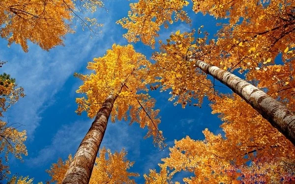 ☁️ Пасмурно и +15: лёгкий южный ветер в Туле