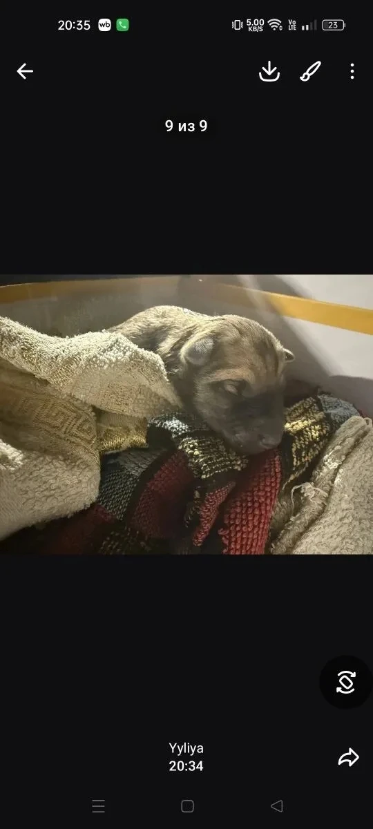 🆘🆘🆘На мусорку выкинули щеночка ещё не открыл глаза. Может к себе кто взять,нужна нав...