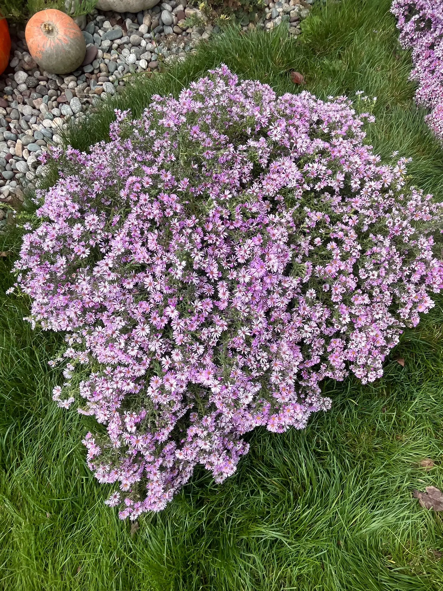 Астра Новобельгийская!💜Цена:450 рублей!💜