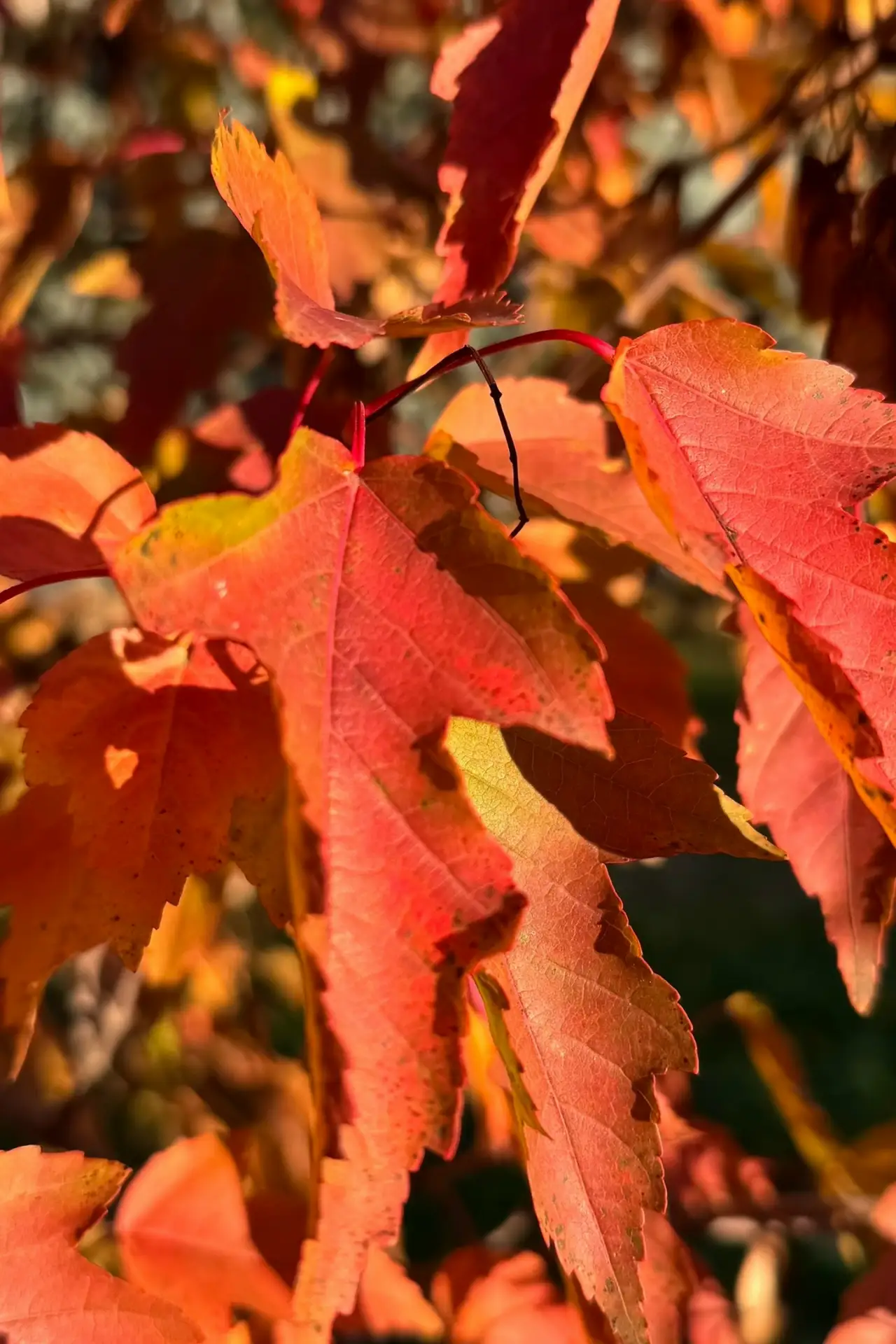 Нижний Новгород раскрашен в самые яркие краски этой осени 🍁🍃🍂