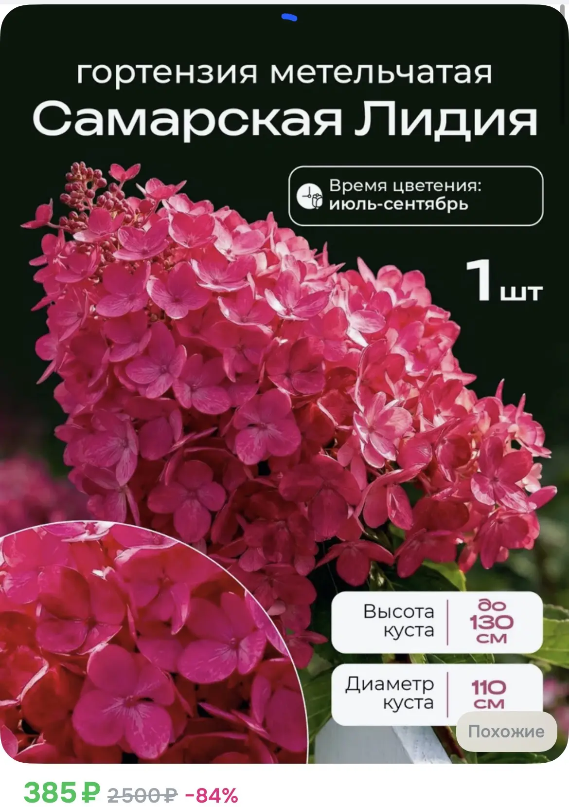 385₽ Саженец Самарская Лидия гортензия метельчатая