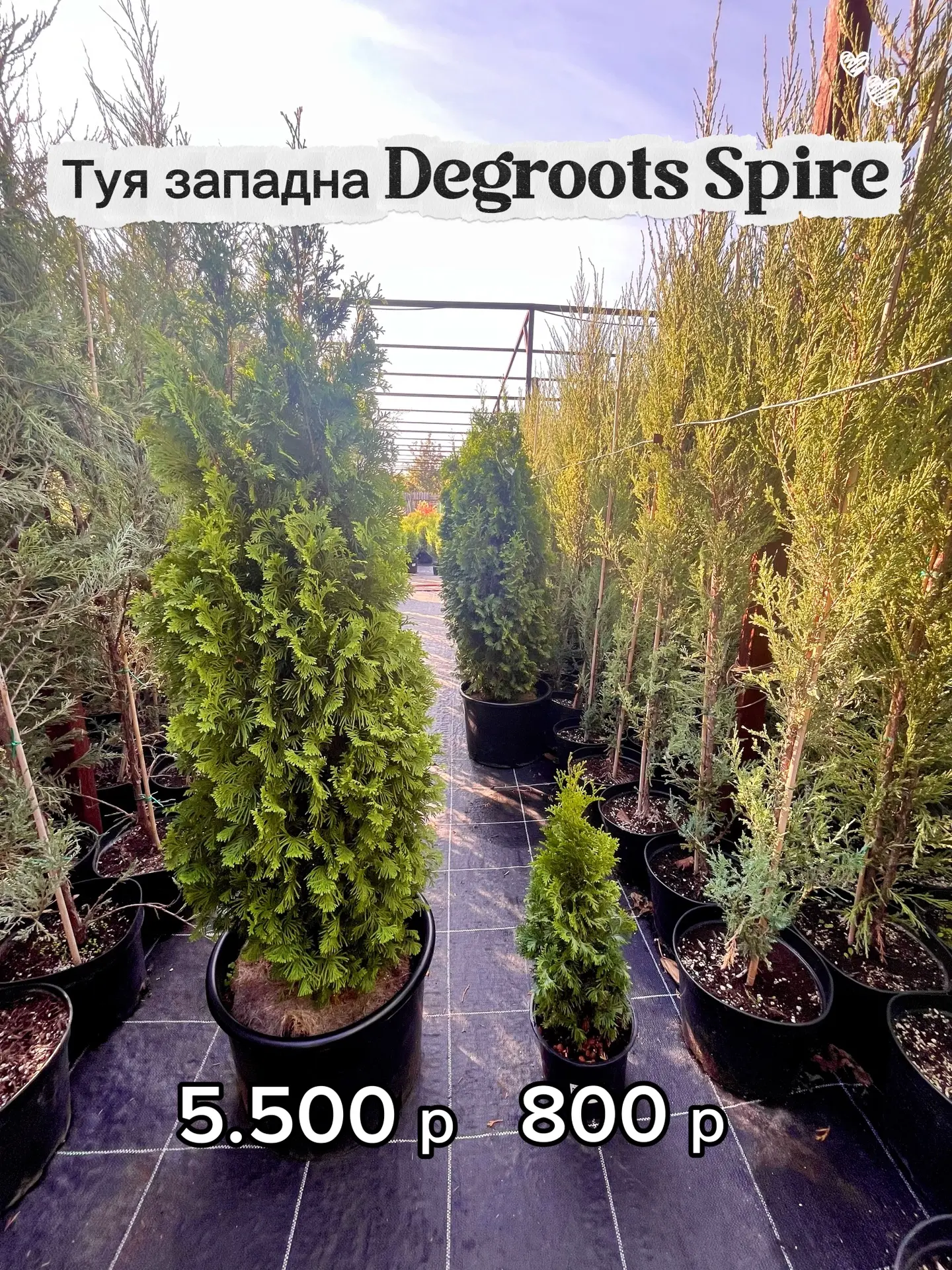 Туя западна Degroots Spire!💚