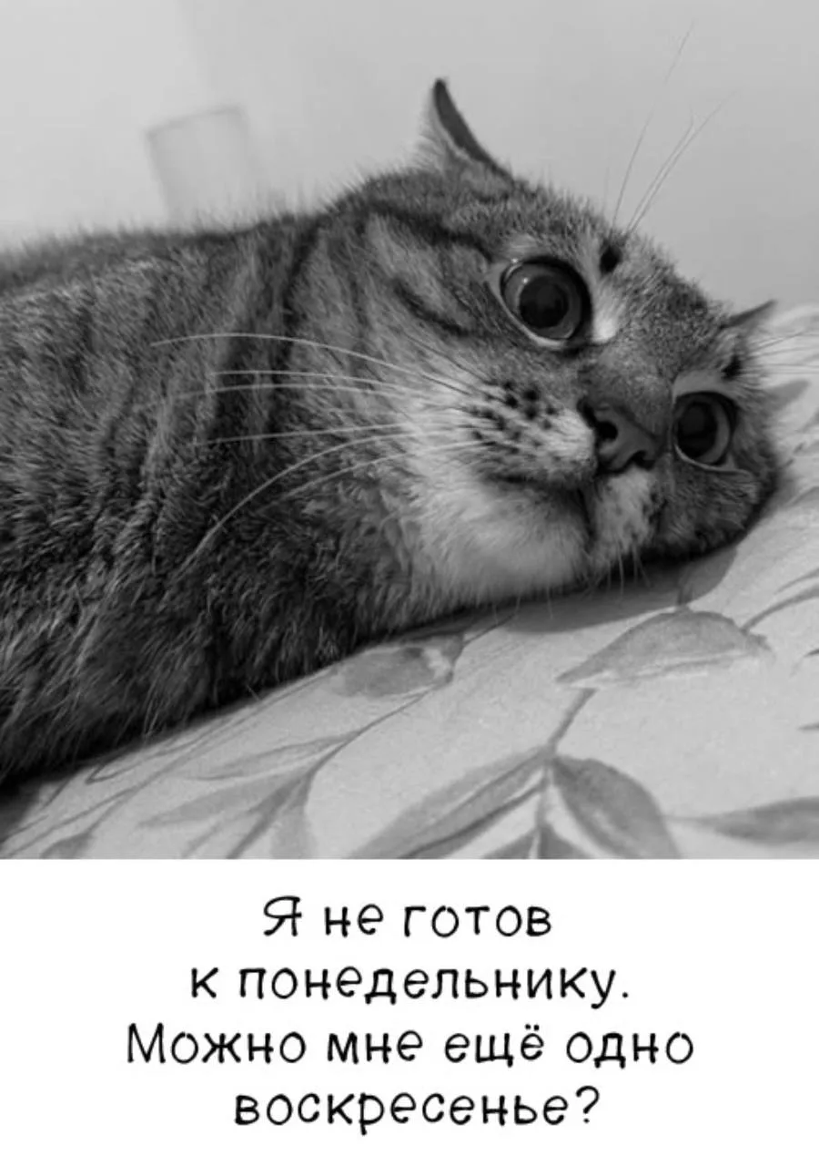 Мемы каждый день • Подписаться