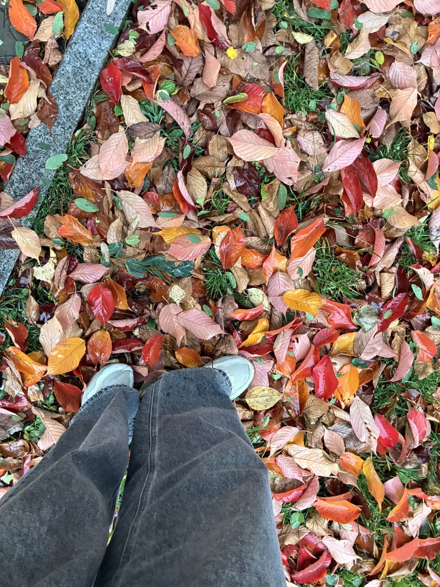 Такие разные краски осени 🍂🍁