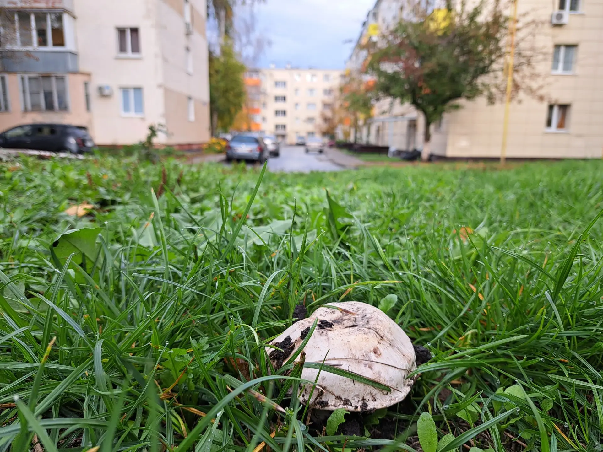🍄‍🟫 После дождей грибы попёрли. Прям в центре посёлка!