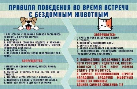 Правила безопасного поведения с животными.