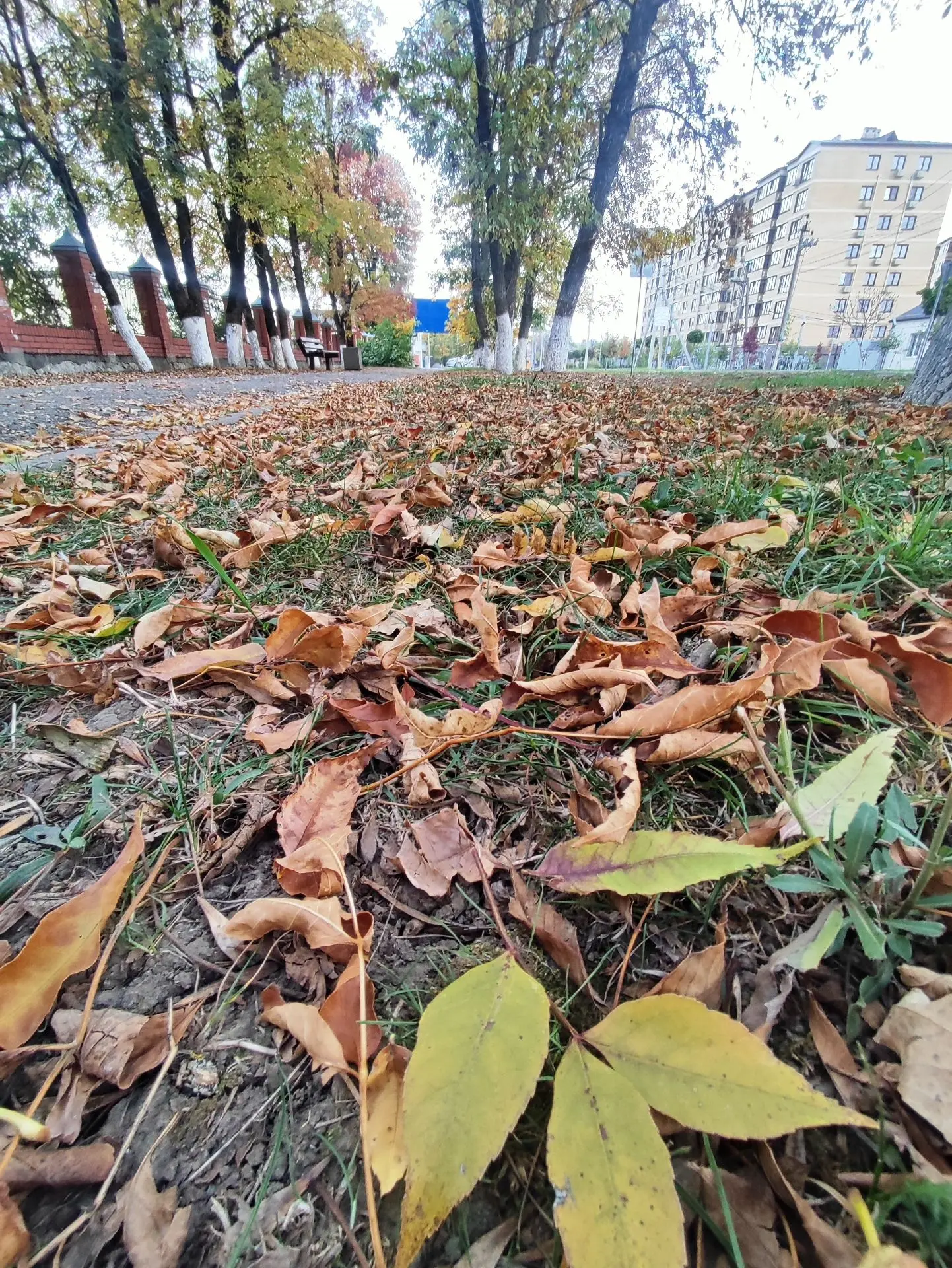 Доброе утро, дорогие друзья! ☕🍂