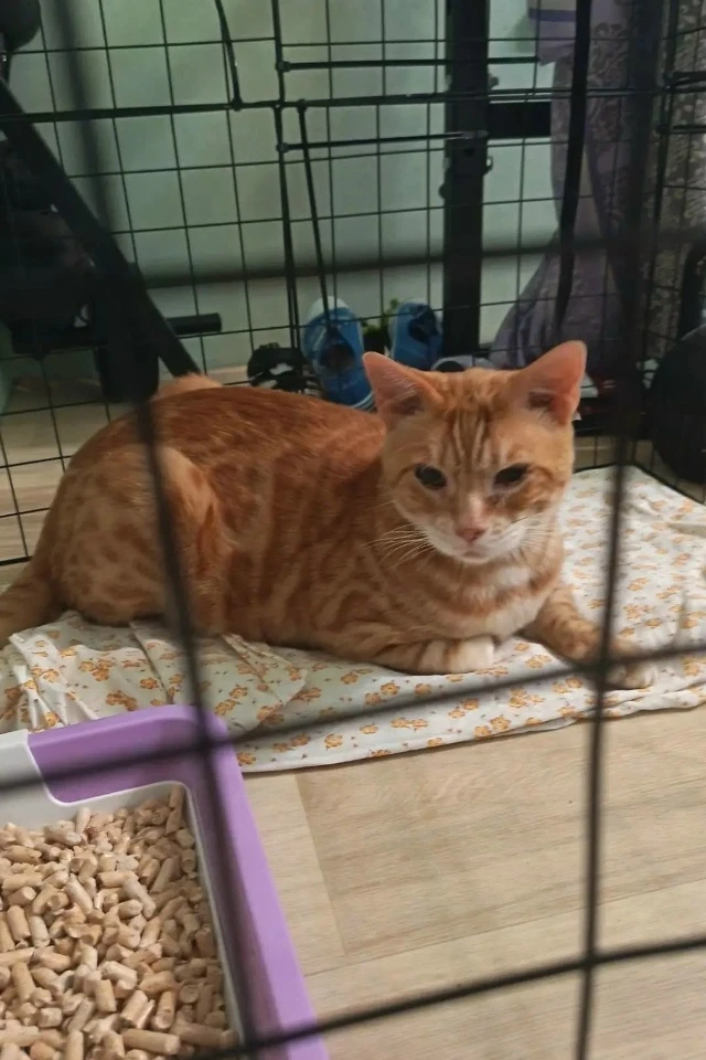 Нашли кота, на даче в СНТ Городище, может у кого убежал, взяли на передержку, себе оста...
