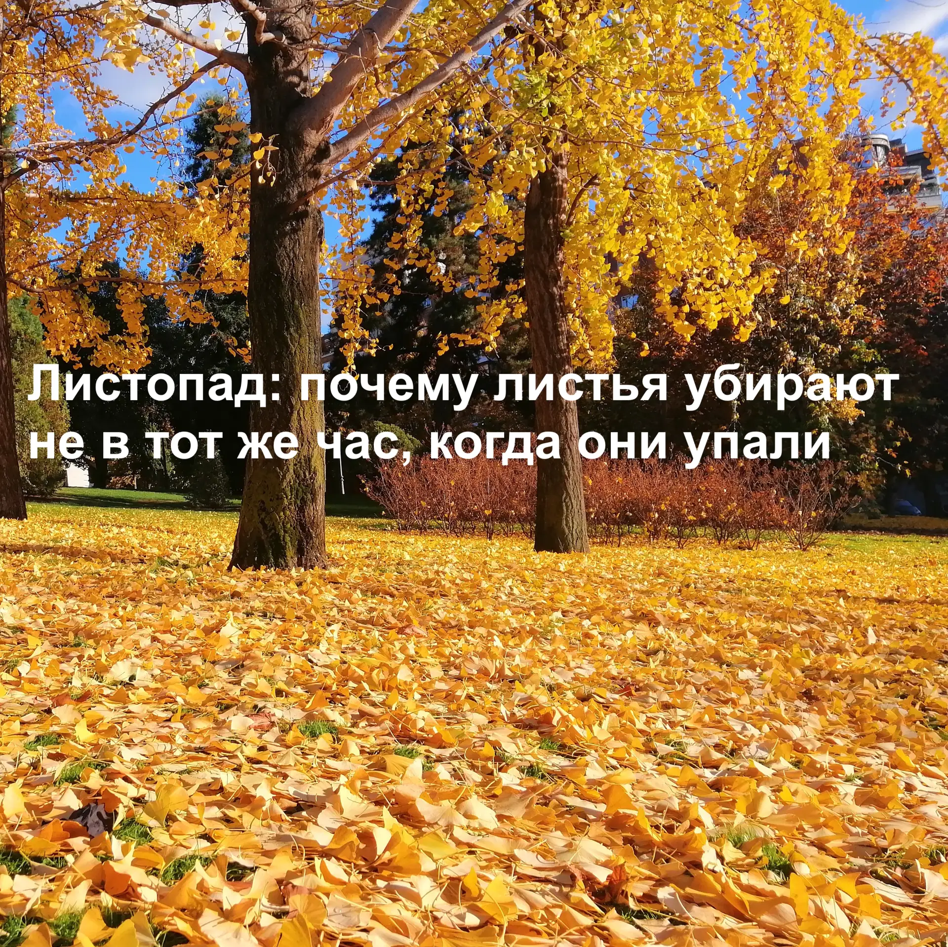 Листопад: почему листья убирают не в тот же час, когда они упали