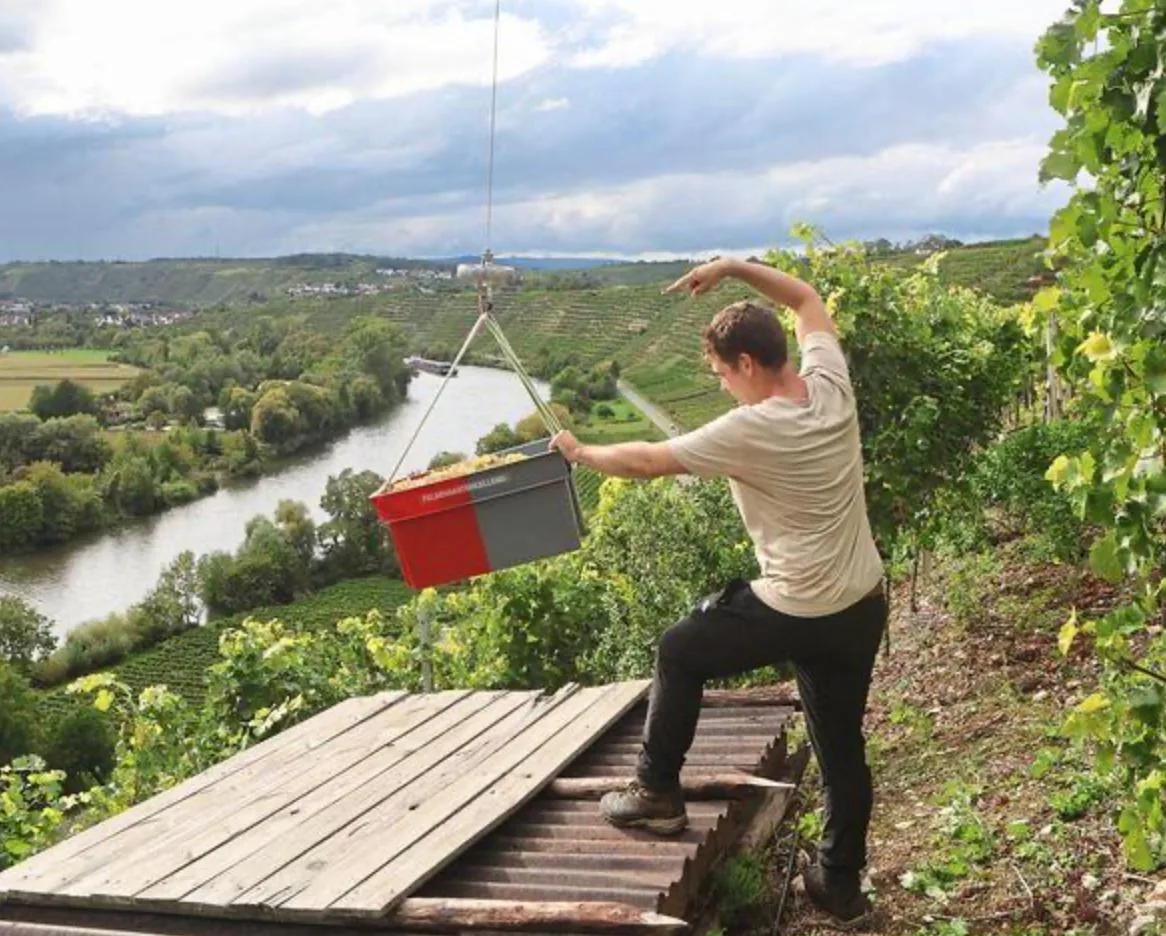 В Германии дроны начали перевозить виноград с крутых склонов виноградников 🍇