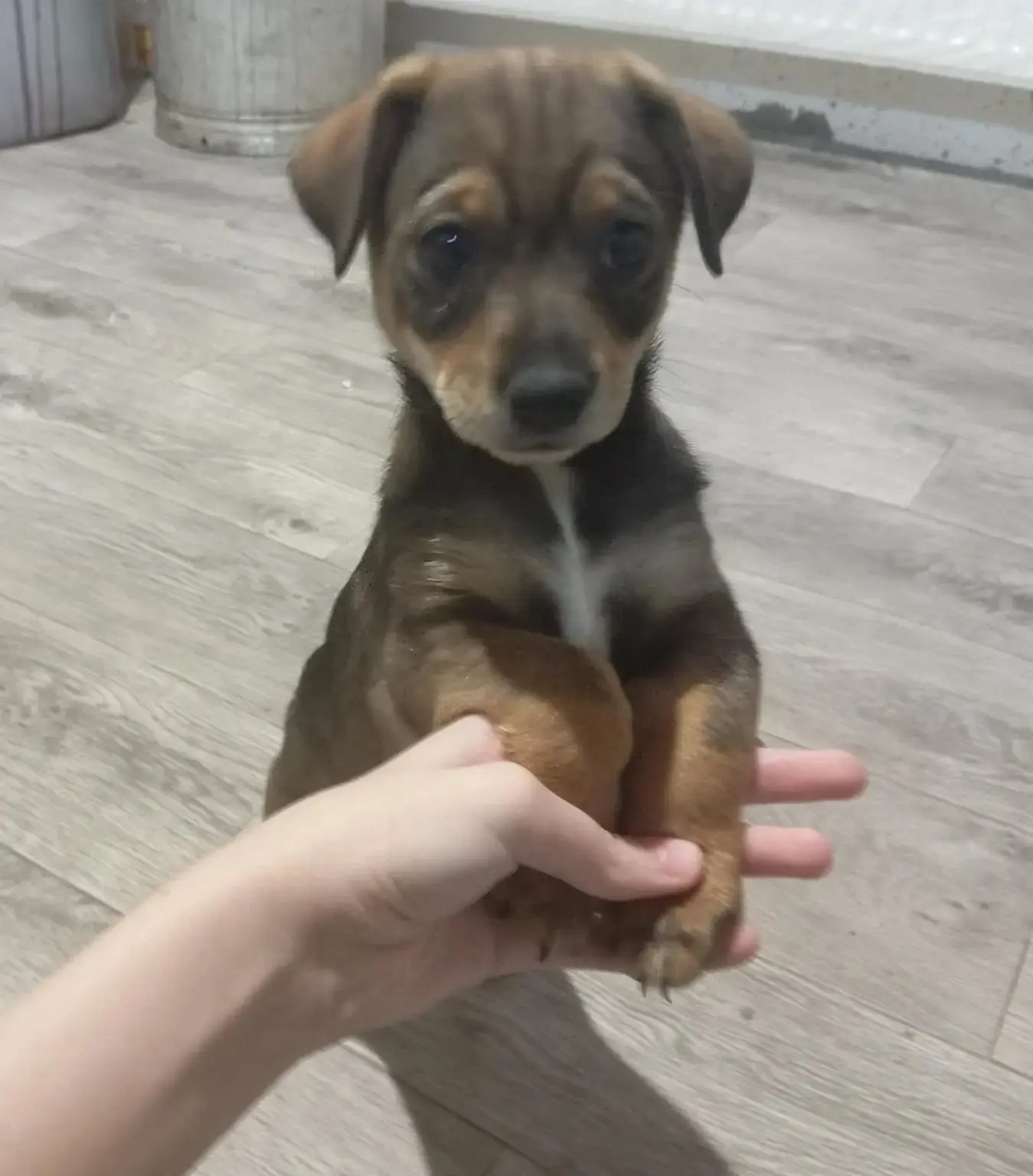Щенки с. Иглино 🐶