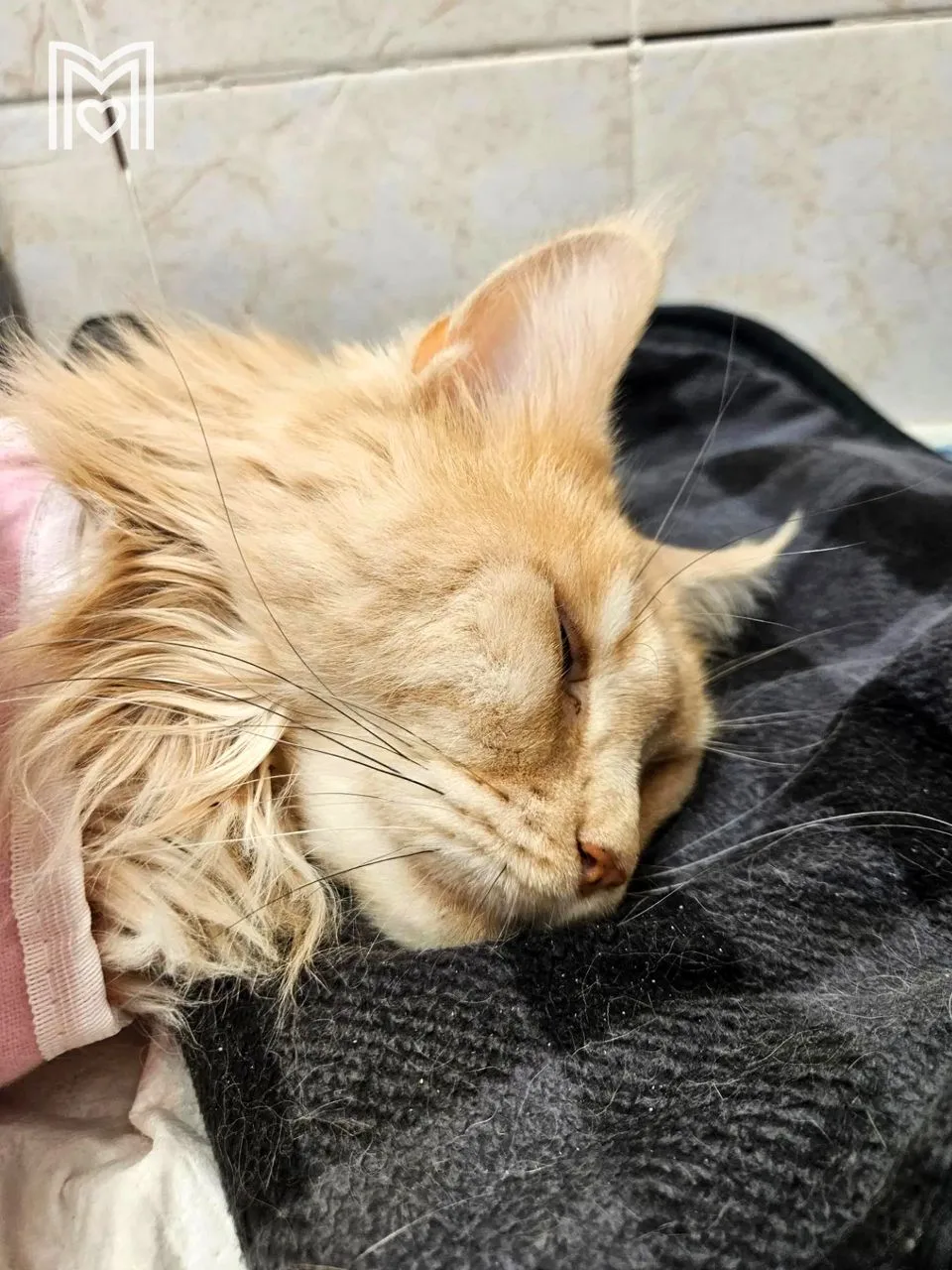🐱 В Бутовской ветклинике спасли очередную пушистую «роженицу»