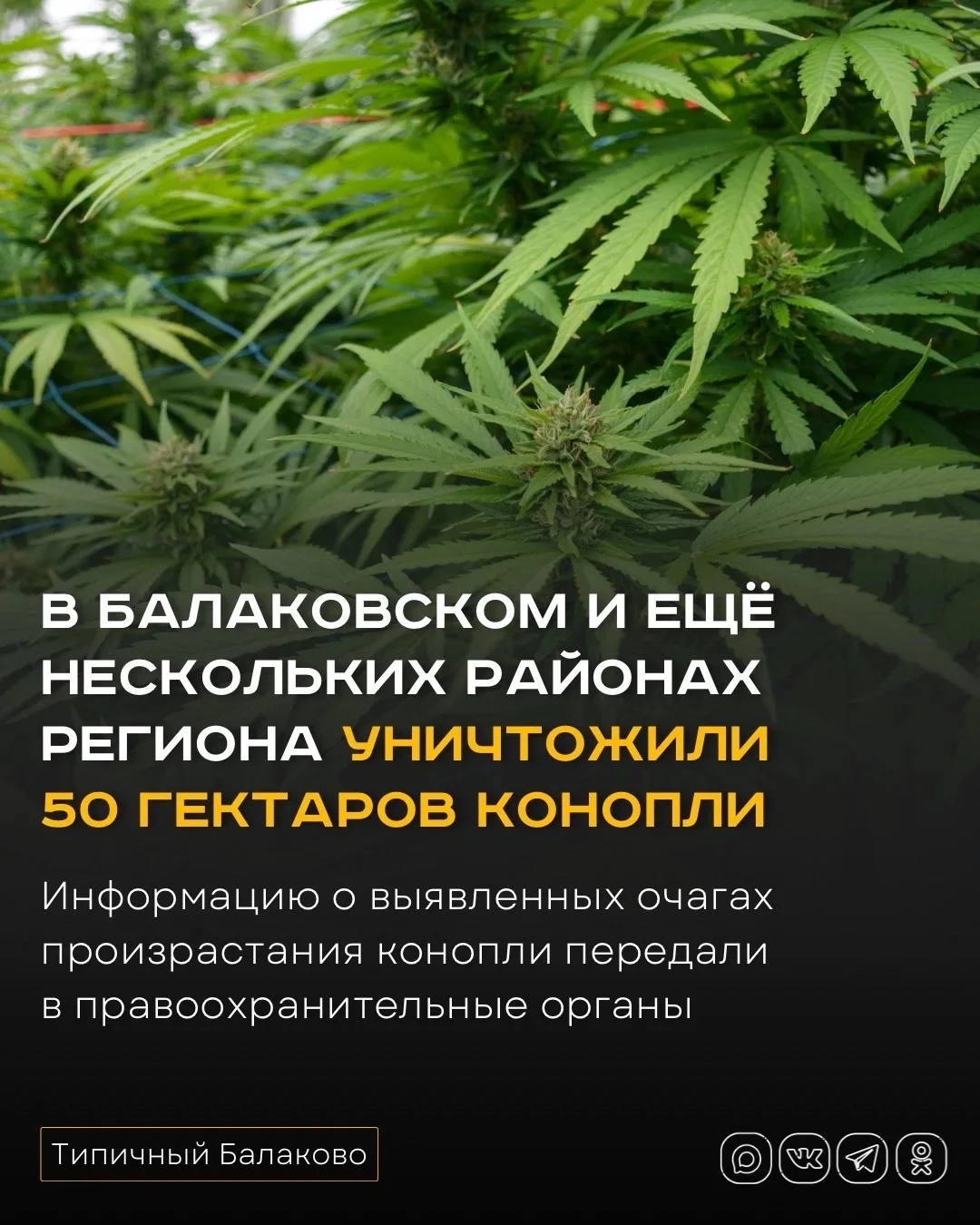 В Балаковском и ещё нескольких районах региона уничтожили 50 гектаров конопли
