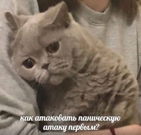 Изображение 1 к публикации «TikTok Central Prime»