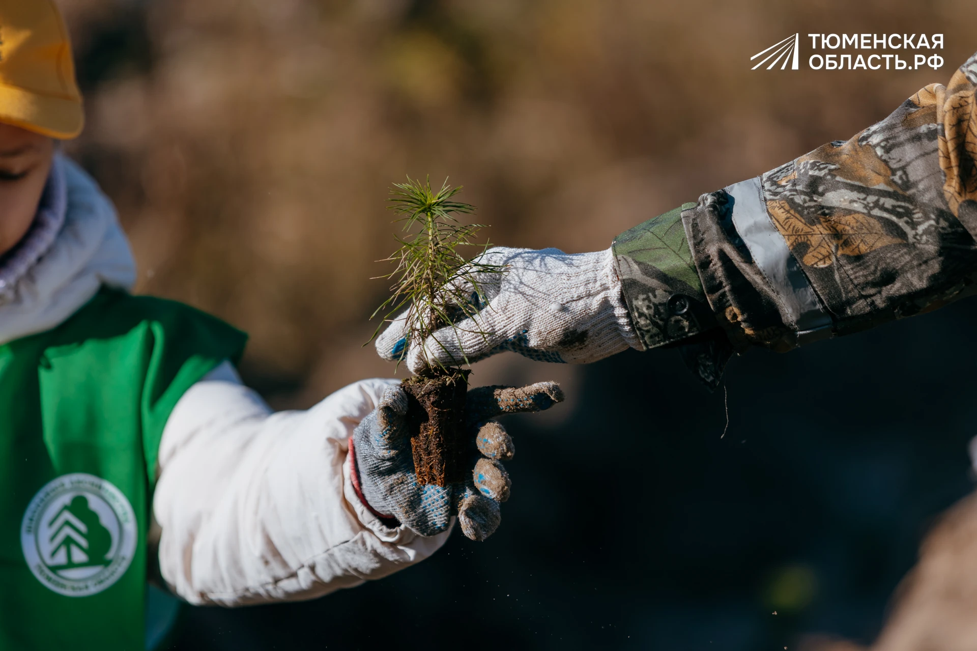 🌲Там, где горел лес, снова вырастут сосны
