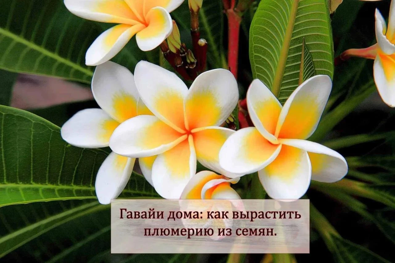 Как подготовить и посадить семена (пошаговая инструкция).