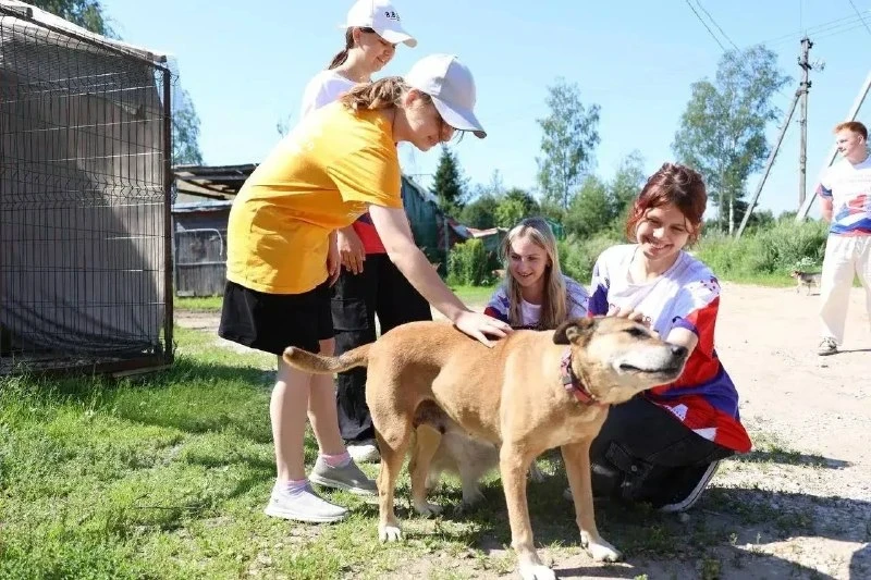 🐶 В Электростали собирают помощь для животных