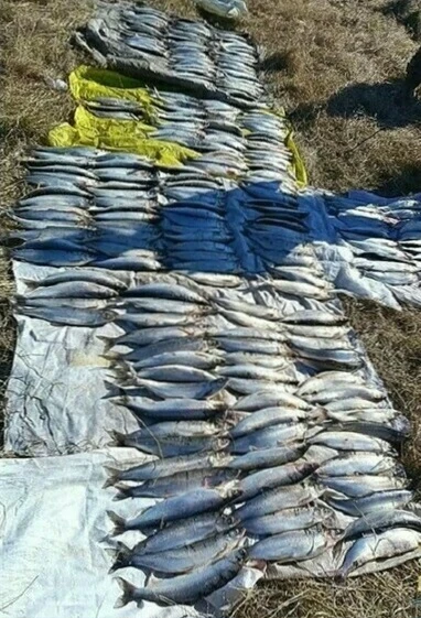В Бурятии с помощью тепловизоров поймали пять браконьеров с нерестовым омулем на 3,3 мл...