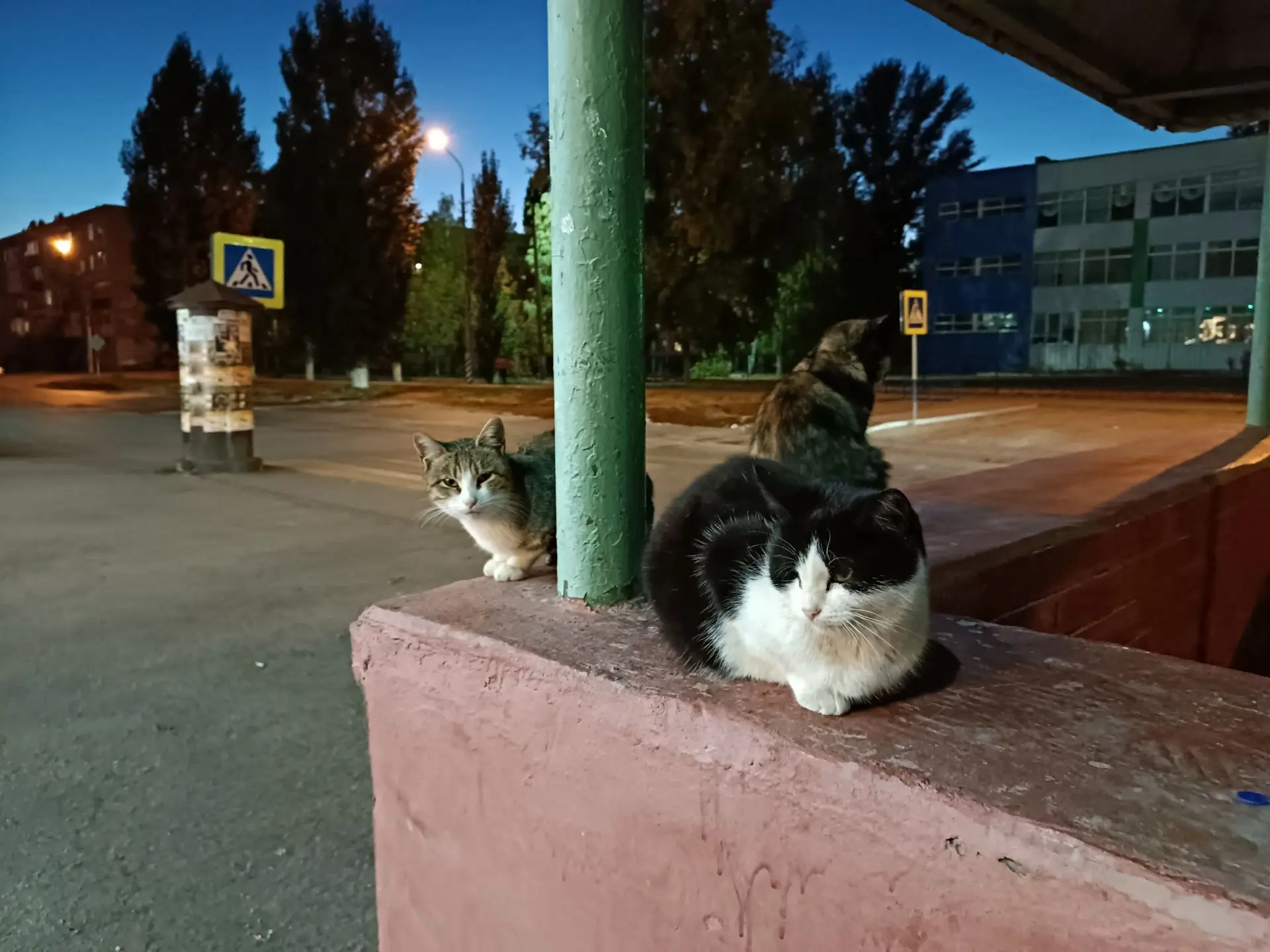 🐾 Хроники провинциальных котов. Простоквашинская усатая шатия -братья)