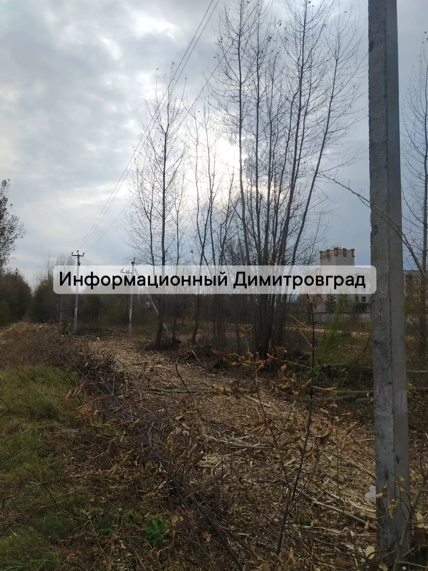 Наконец-то был организован спил и обрез кустарника на территории Дамбы. В районе Олимпа...