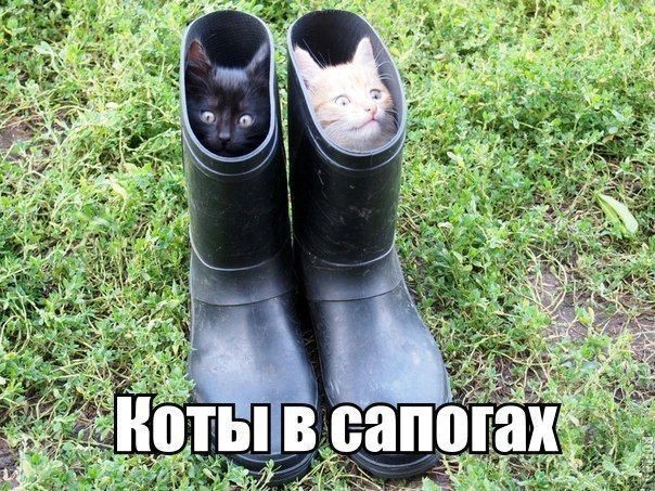 🐱 Коты в сапогах 👢