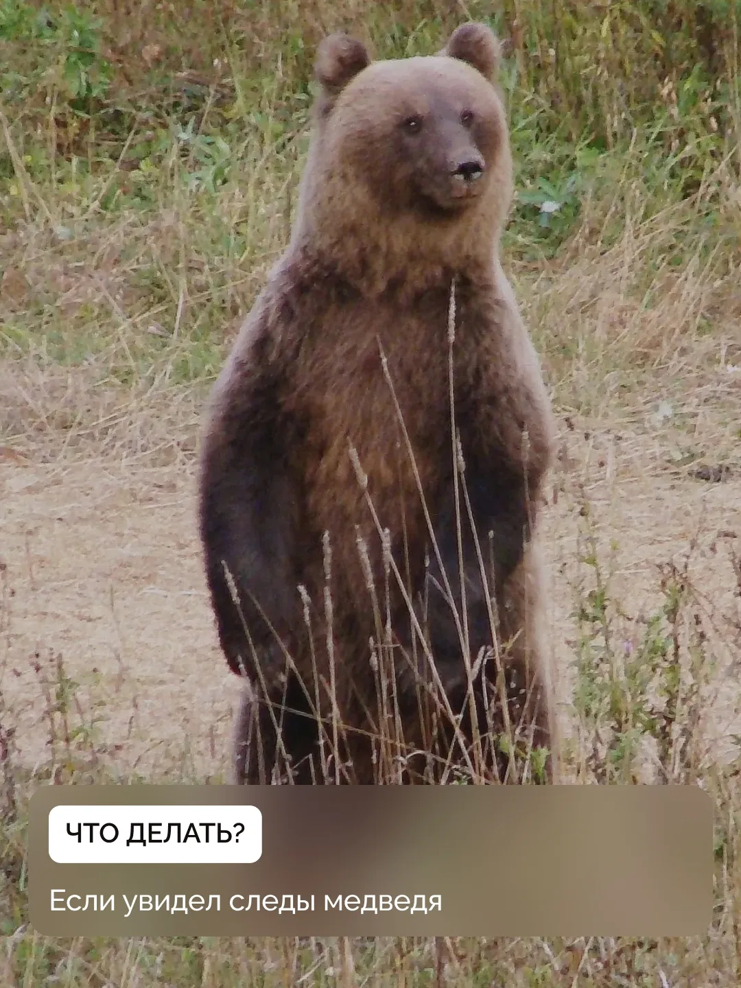 Увидели следы медведя? Не надо паники!