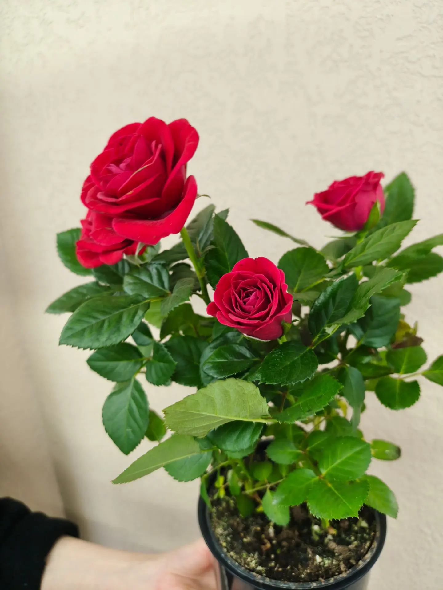 🌱 Подарите жизнь!