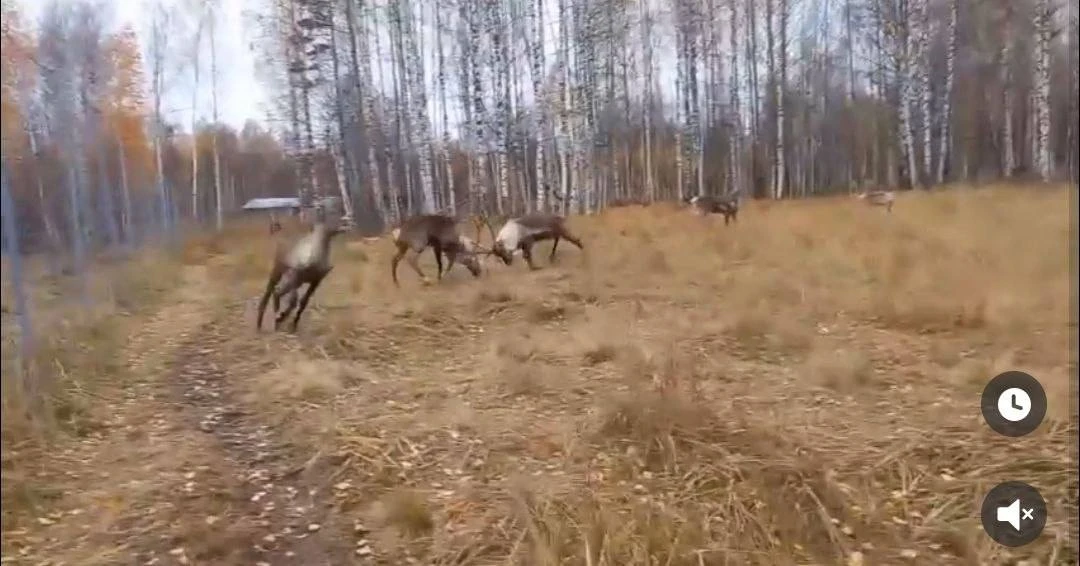 У оленей в Керженском заповеднике продолжается гон. Иногда в объектив фотоловушек попад...