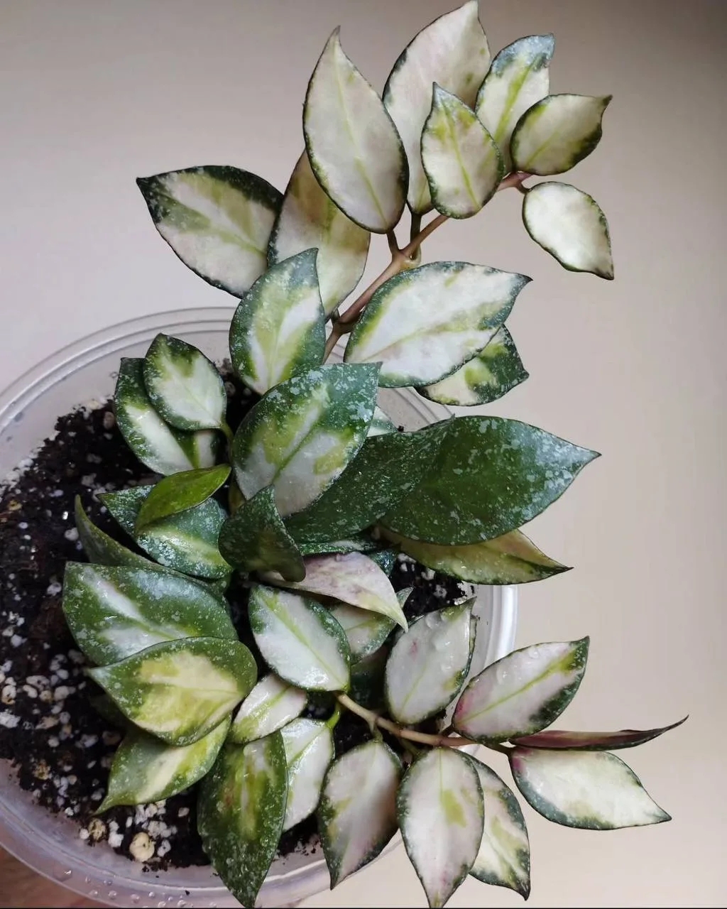 🪴Хойя Набаваненсис вариегатная  (Hoya Nabawanensis variegated)  — стильное и неприхотл...