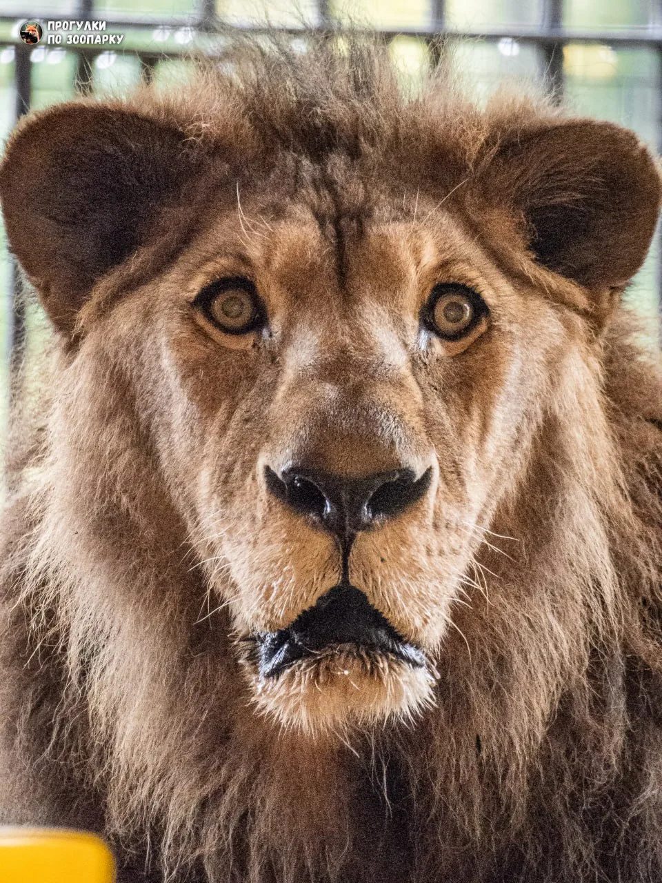 Лев Адам🦁