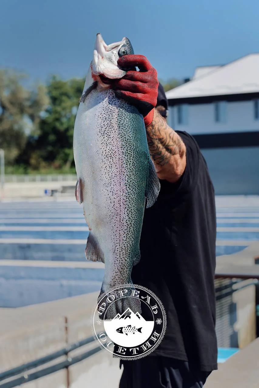 Икорная форель 3-5 кг🐟