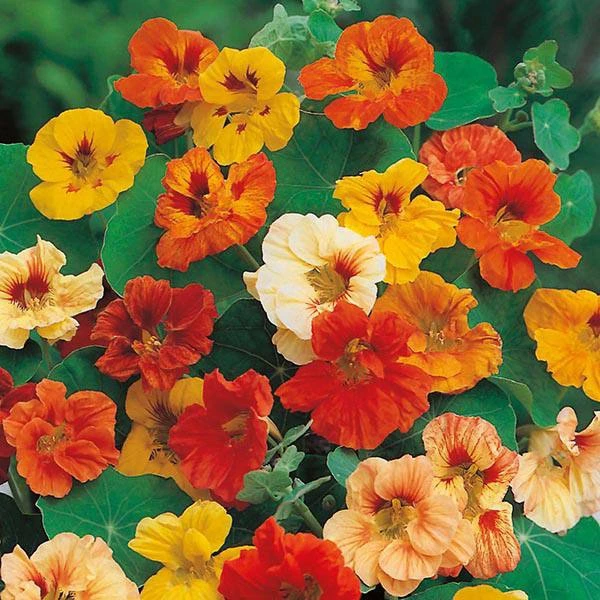 Капуцин: когда сеять в открытый грунт 🌼