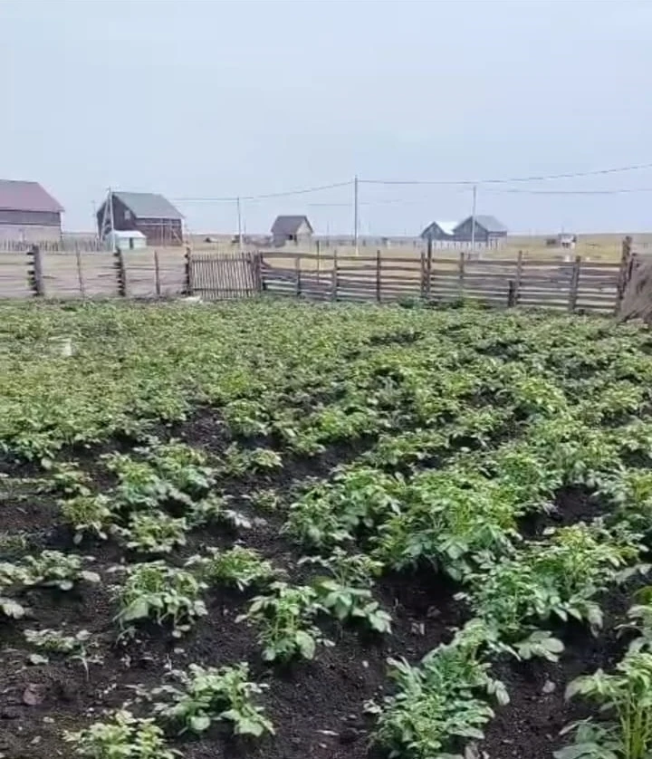 Өс тапҡыр күберәк картуф уңышы алған!