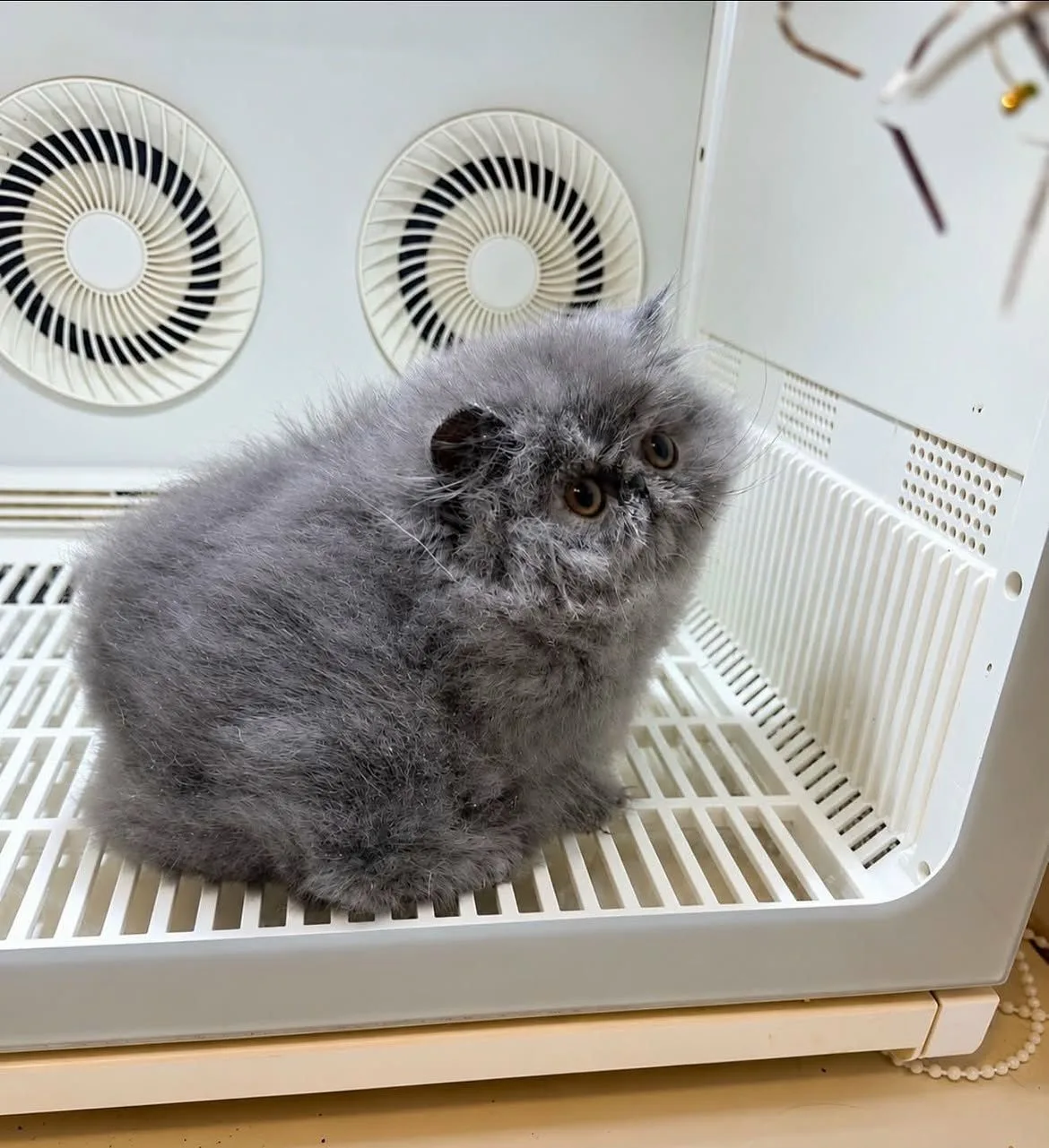 Не пойму, это какой-то маффин с черничкой или что это такое? 😍