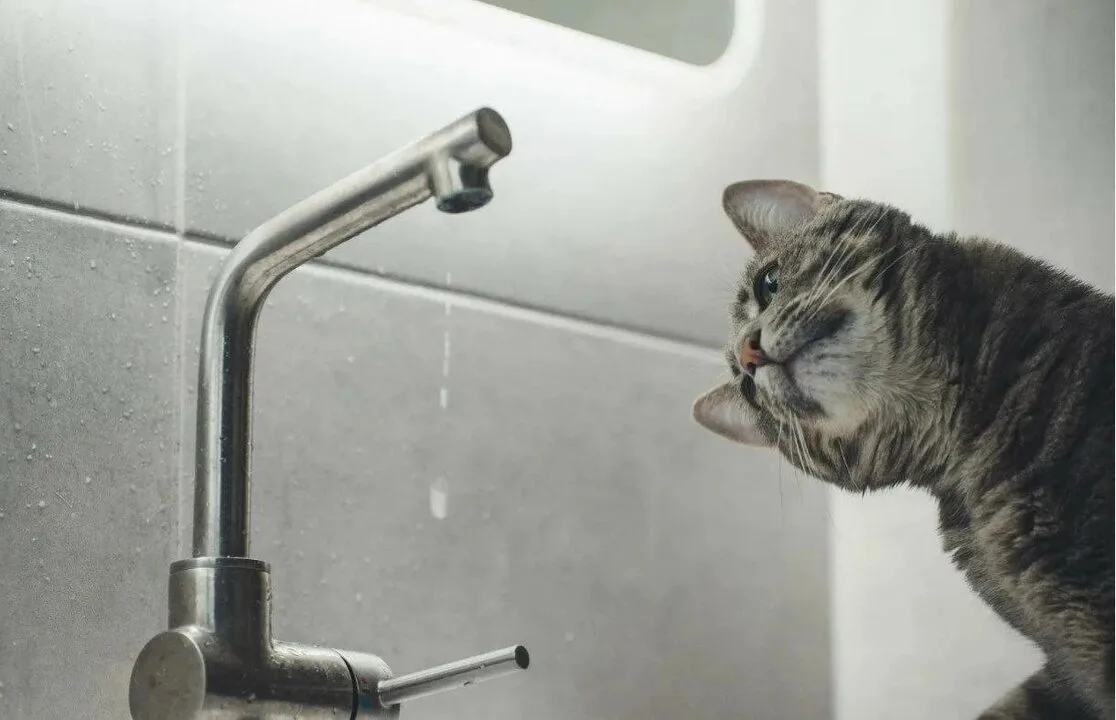 💧 В Зверево отменили плановое отключение воды