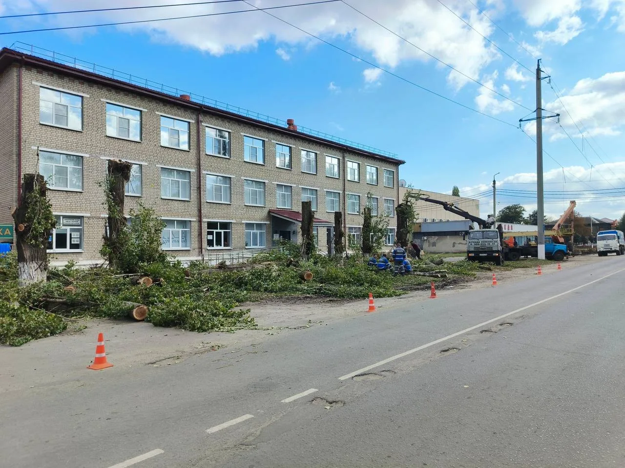 🌳 В Борисоглебске обрезали пирамидальные тополя на улице Бланской.