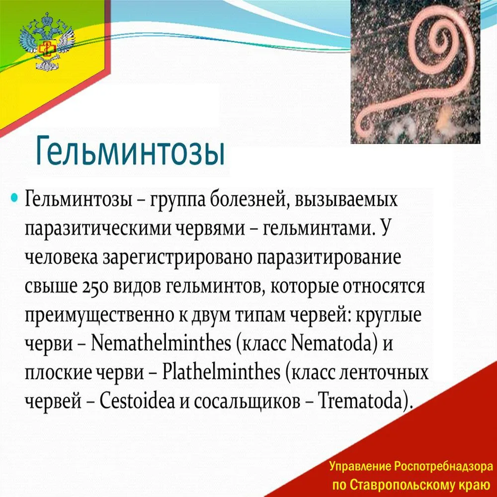 Гельминтозы – это группа паразитарных заболеваний, вызываемых паразитическими червями (...