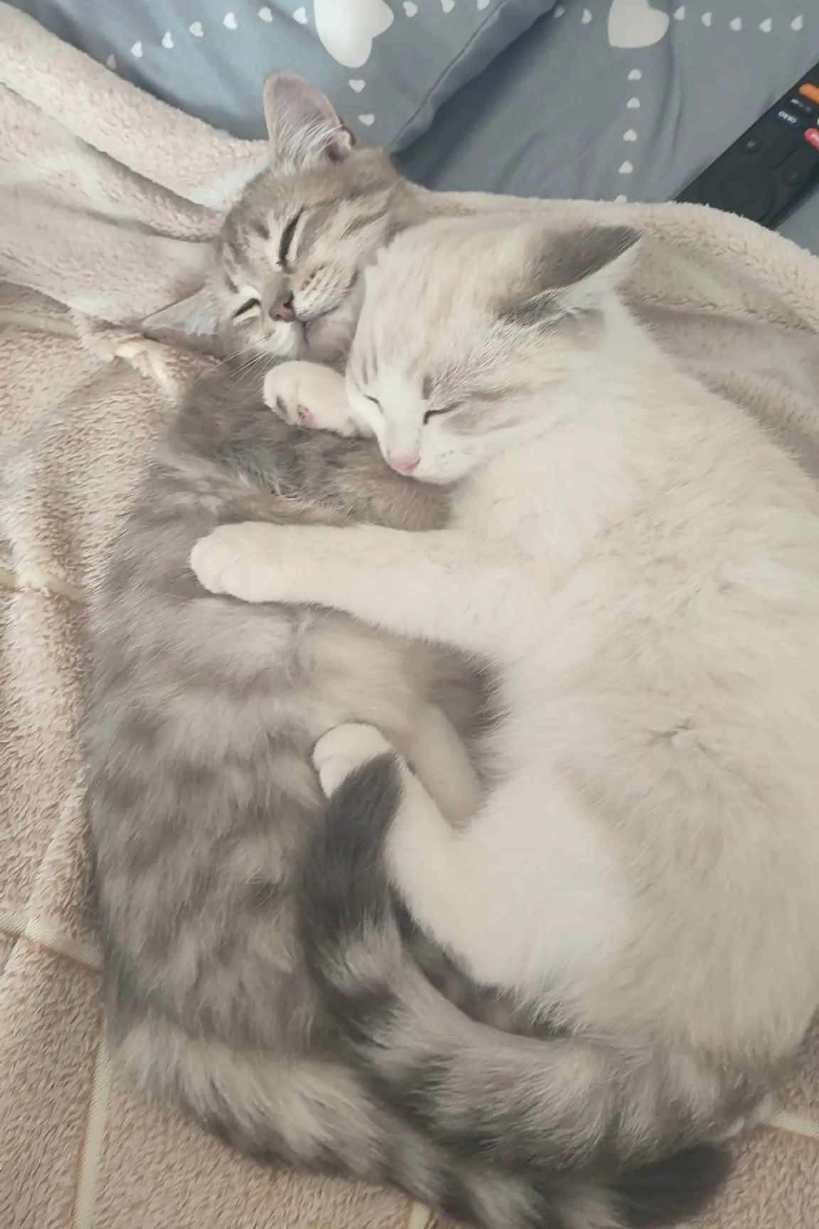 Пропало две маленькие кошечки сестрёнки ! 😭